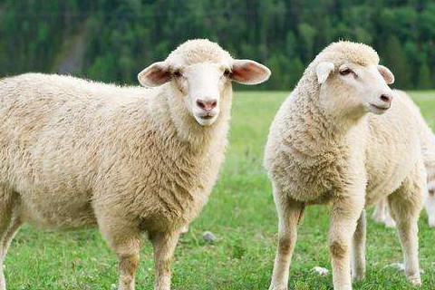 2015年属羊的幸运颜色 15年属羊2021年幸运色