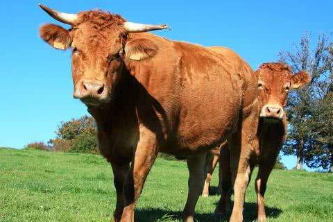 出生月份看一等命的属相牛 属牛的几月出生最好命
