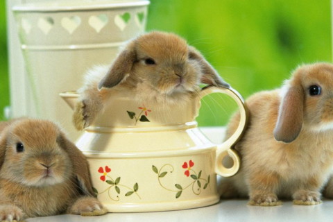 农历六月的兔 属兔的人六月生的命运怎么样