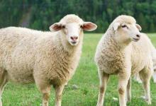 3月出生的羊好不好 农历男女属羊三月出生的命运