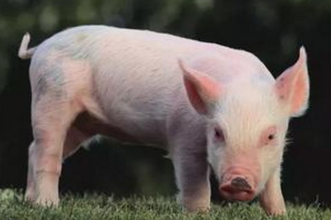 属猪2021年运程 属猪人2021年每月运势运程