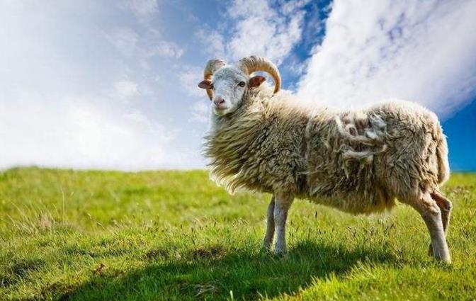 十二生肖的传说之羊，受人推崇