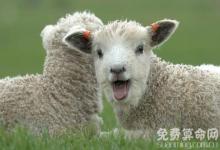 属羊人不同时辰出生命运详解，生于子时一生波折起落较多