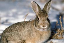 属兔的性格特点 自信而柔情的生肖兔