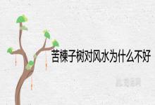 苦楝子树对风水为什么不好 有哪些象征含义