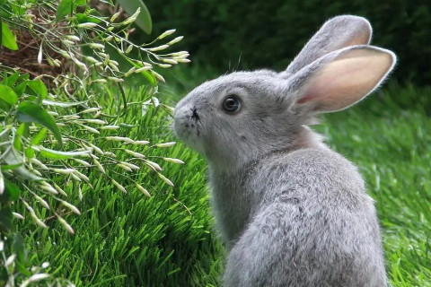 1975年属兔人2023年全年运势详解 75年出生的生肖兔2023年每月运势如何