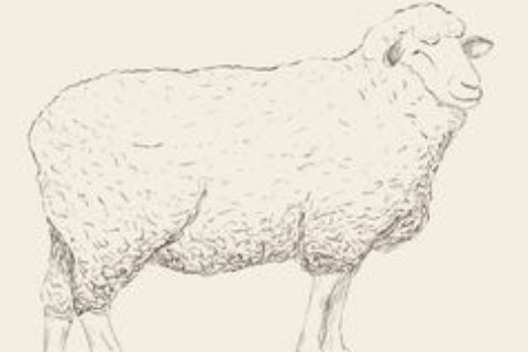 不同年份出生的属羊人2024年全年运势