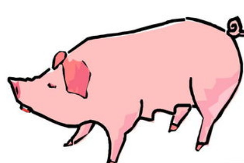 属猪人2024年全年运势运程详解 生肖属猪2024年的运势及每月运程