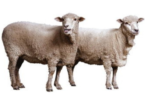 1979年属羊人2024年运势及运程详解 79年45岁生肖羊2024年全年每月运势