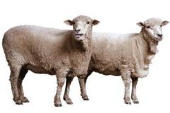 1979年属羊人2024年运势及运程详解 79年45岁生肖羊2024年每月运势