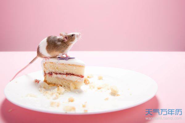 摄图网_501472729_banner_老鼠和盘子上的蛋糕片（企业商用）.jpg