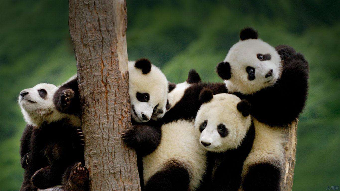 梦见被熊猫追_做梦梦见熊猫_梦见大熊猫