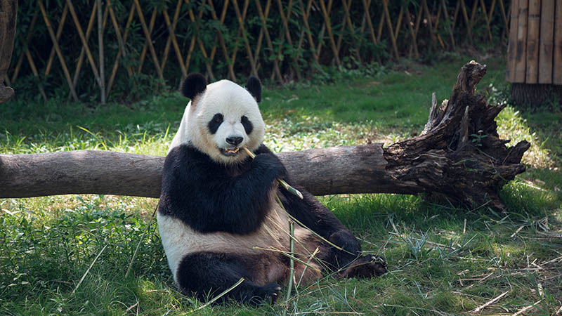 梦见大熊猫_做梦梦见熊猫_梦见被熊猫追