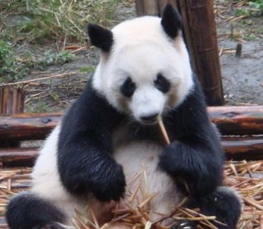 梦见熊猫是什么预兆