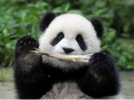 梦见大熊猫_怀孕梦见熊猫什么意思_梦见熊猫是什么意思