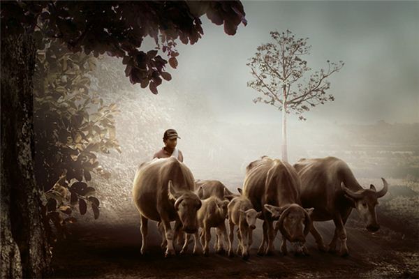 周公解梦梦到一群牛是什么意思
