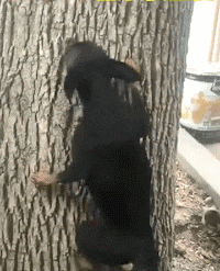 梦见狗会爬树_大猩猩会爬树吗_熊会爬树吗