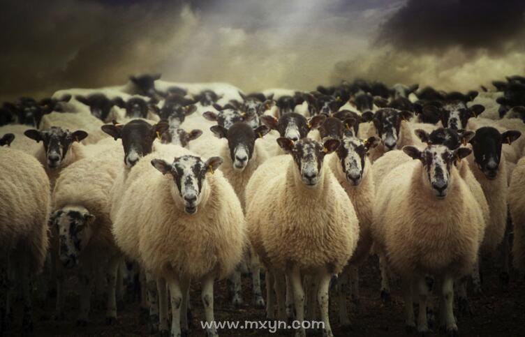 梦见羊群
