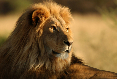 动物世界老虎杀狮子_狮子杀鬣狗_梦见狮子被杀