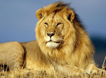 梦见狮子被杀_狮子杀鬣狗_动物世界老虎杀狮子
