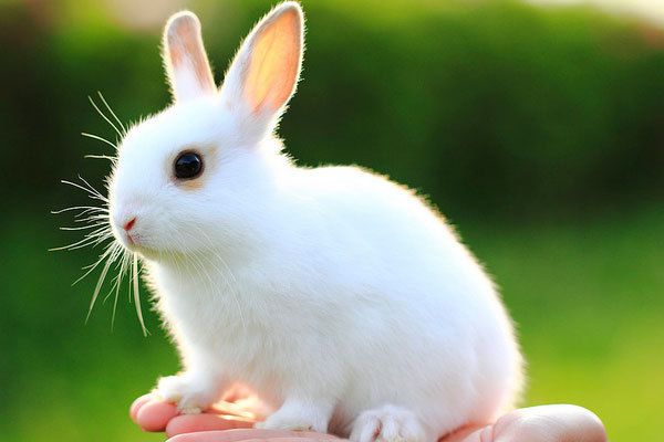 梦见一窝小兔子意味着什么？