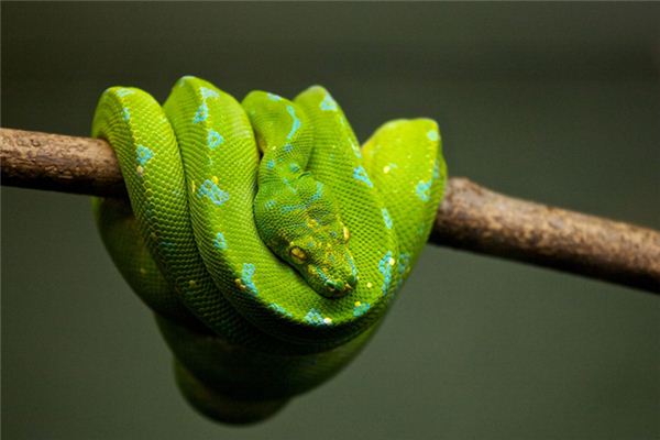 做梦梦见绿色的蛇好不好