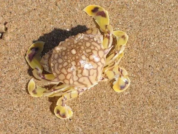 螃蟹对应哪个生肖_螃蟹的十二生肖_螃蟹猜生肖