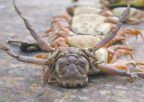 螃蟹的十二生肖_螃蟹对应哪个生肖_螃蟹猜生肖